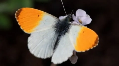 Leptir zorka